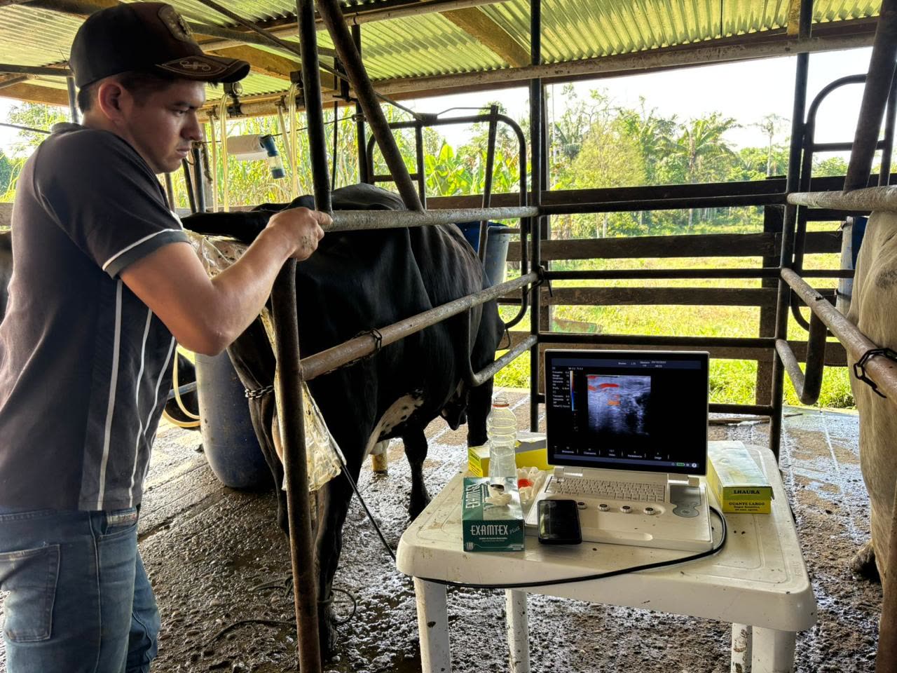 Capacitación práctica en ecografía reproductiva bovina en finca