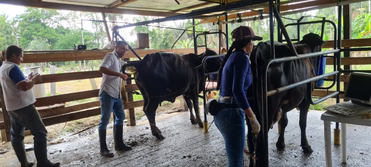 Práctica de ecografía reproductiva en manga de manejo
