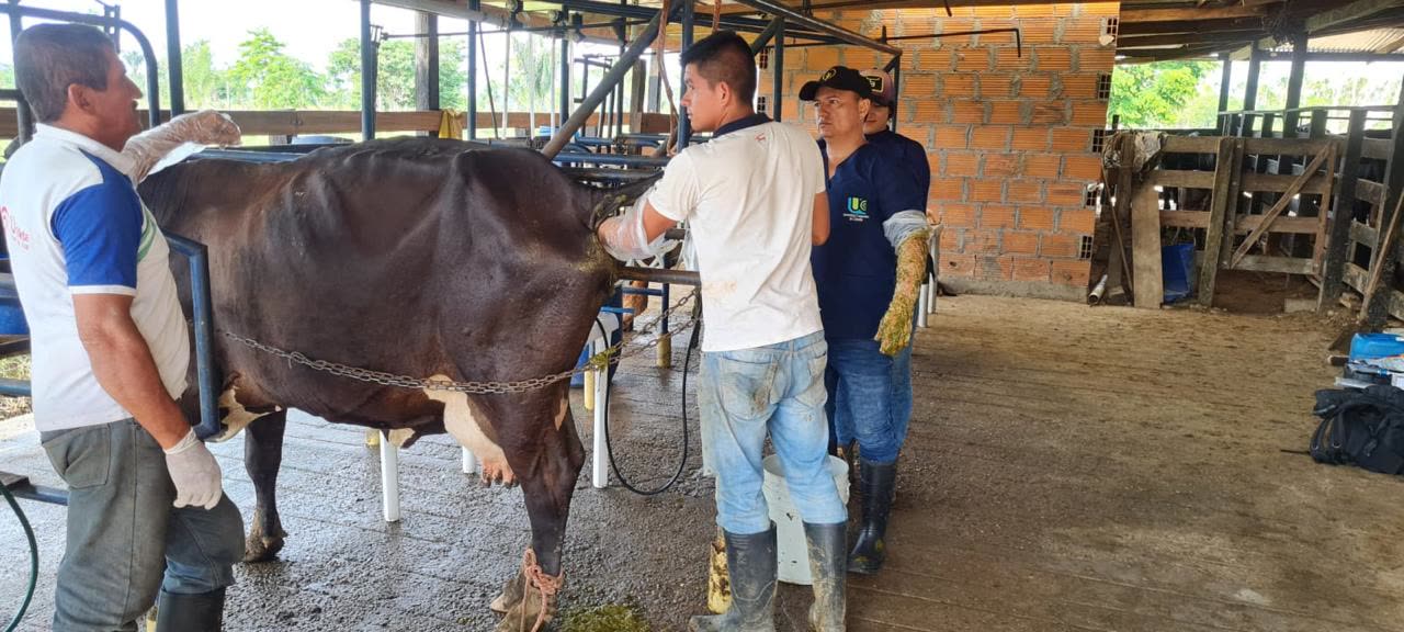Práctica de manejo reproductivo en manga con estudiantes