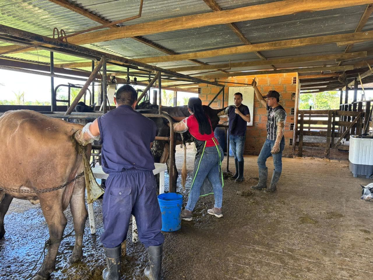 Palpación rectal guiada en curso de capacitación