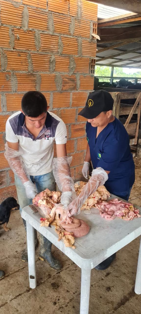 Práctica de anatomía del tracto reproductivo bovino