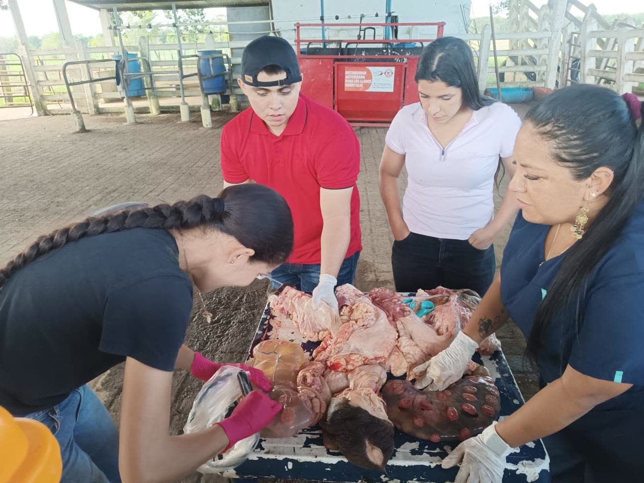 Equipo técnico analizando tracto reproductivo en finca