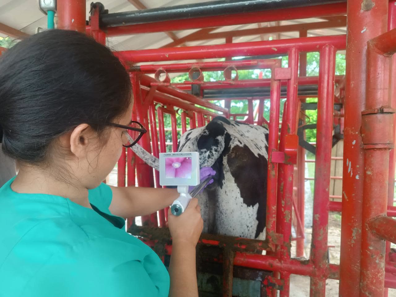 Endoscopía veterinaria para evaluación reproductiva