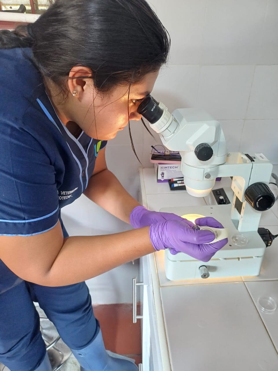 Embrióloga de Embriotec evaluando muestras al microscopio