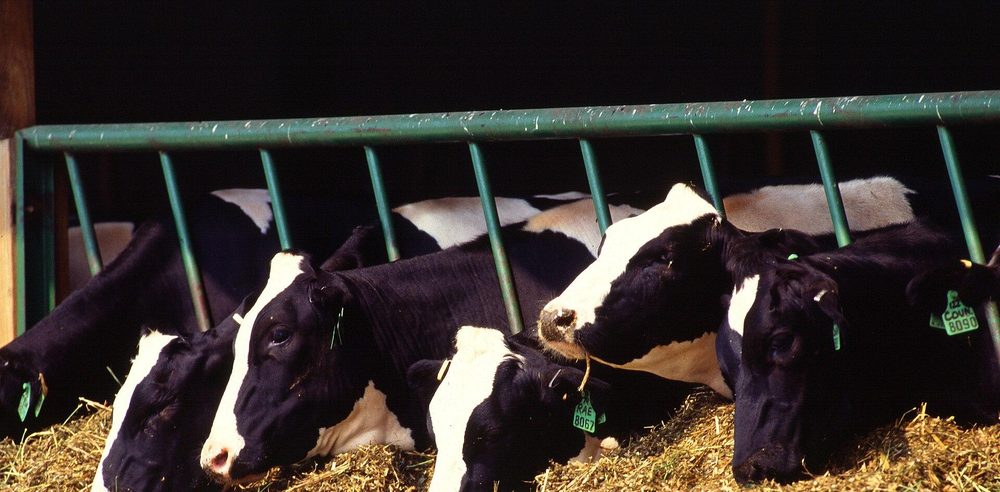 Ganado lechero Holstein