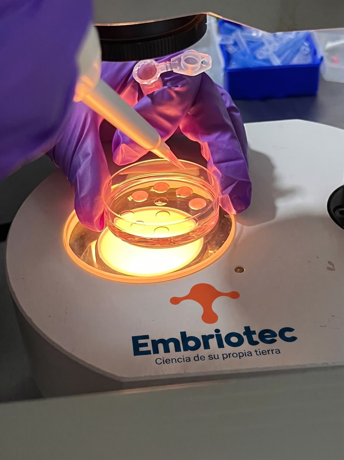 Placa de cultivo con gotas de medio sobre platina calefactada Embriotec