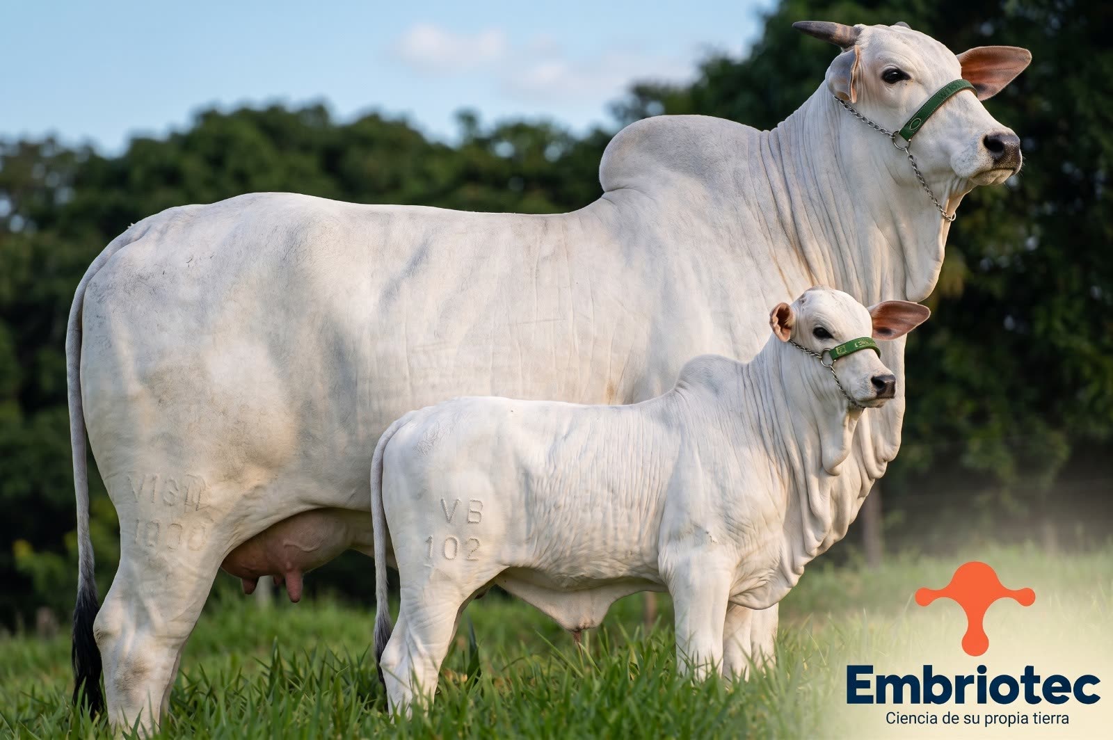 Vaca y ternero Nelore de élite Embriotec