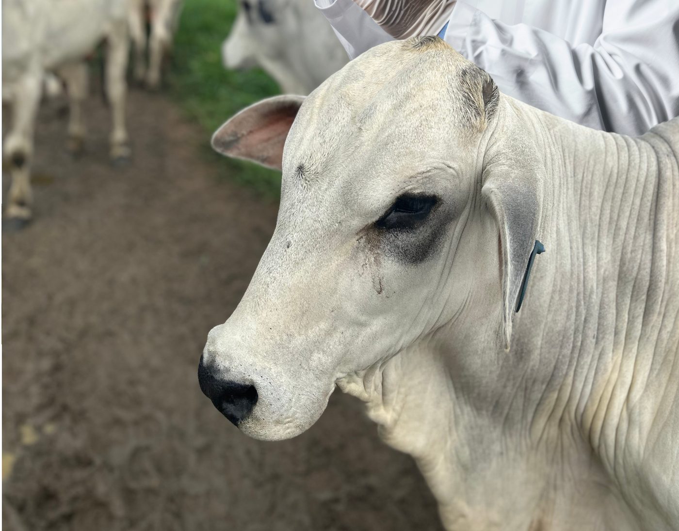 Inseminación artificial Embriotec
